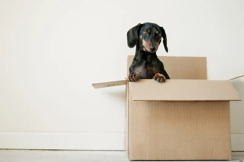 Dachshund peeking out of a moving box